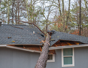 Stem and Leaves Offers Emergency Tree Services