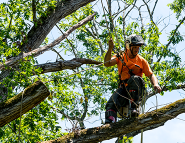 Stem and Leaves offers Tree Shaping