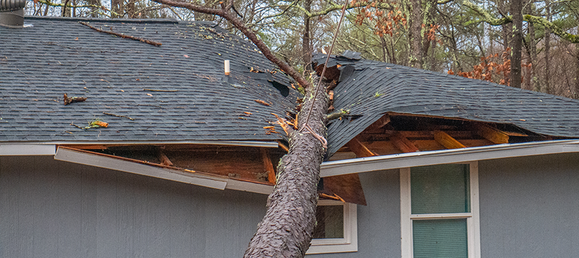 Emergency Tree Service Offered by Stem and Leaves Treee Service