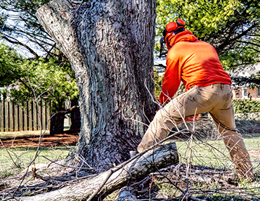 Stem and Leaves Offers Tree Removal