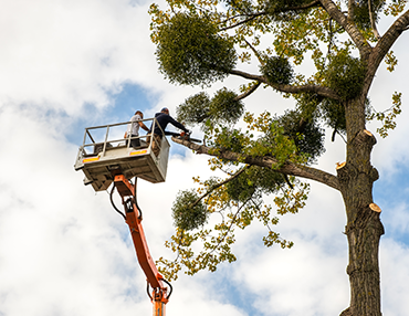 Stem and Leaves offers Tree Trimming and Pruning