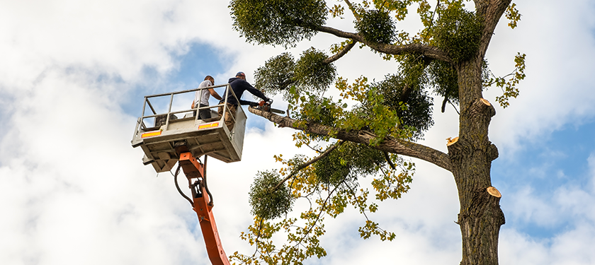 Tree Trimming Crew Trimming Large Tree