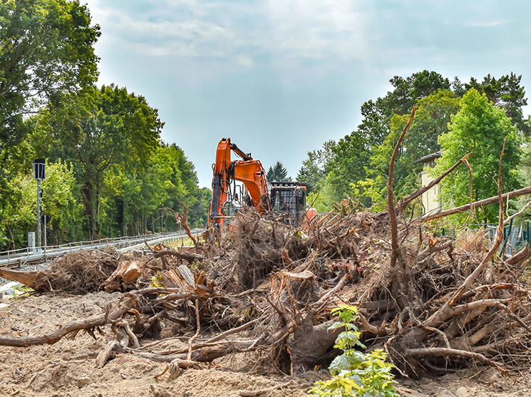 Lot clearing